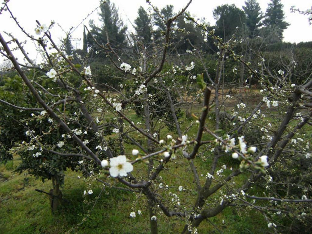 Baglio Delle Rose Bed and Breakfast Giarre Buitenkant foto